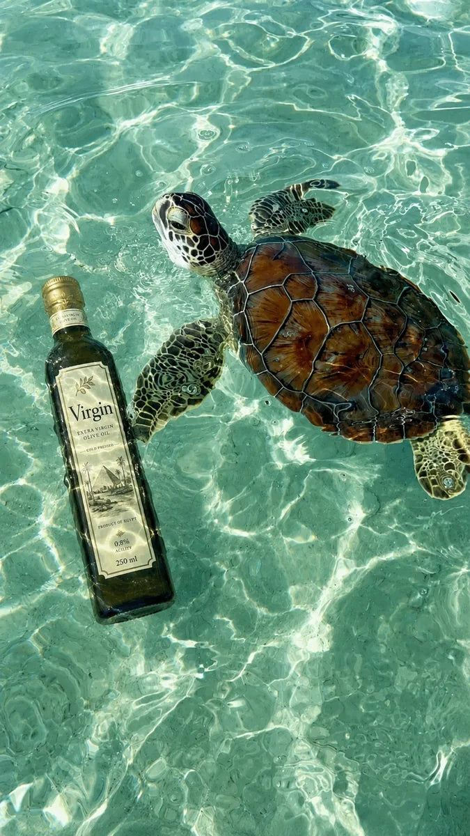 VIRGIN olive oil on clear Egyptian coastal water